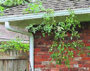 hydroponics tomatoes growing in gutters