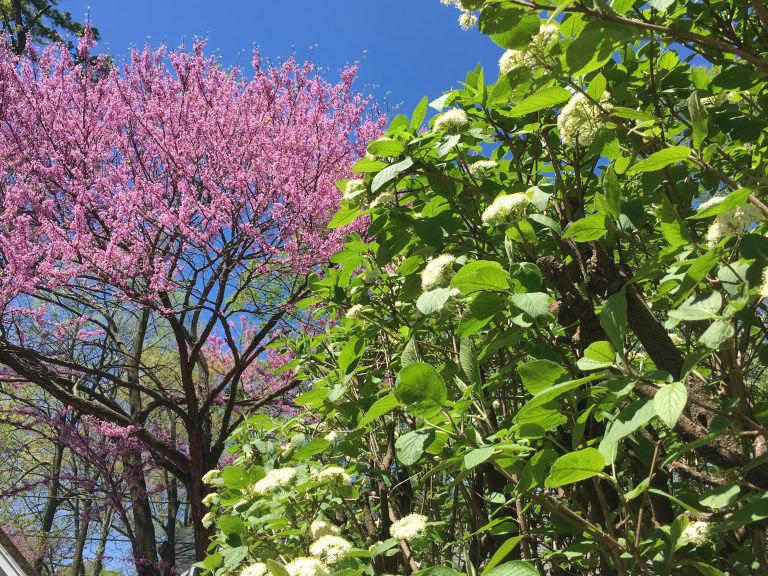 spring shrubbery