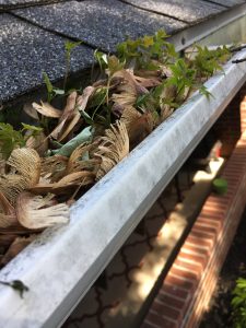 spring maple seeds and saplings clog gutters