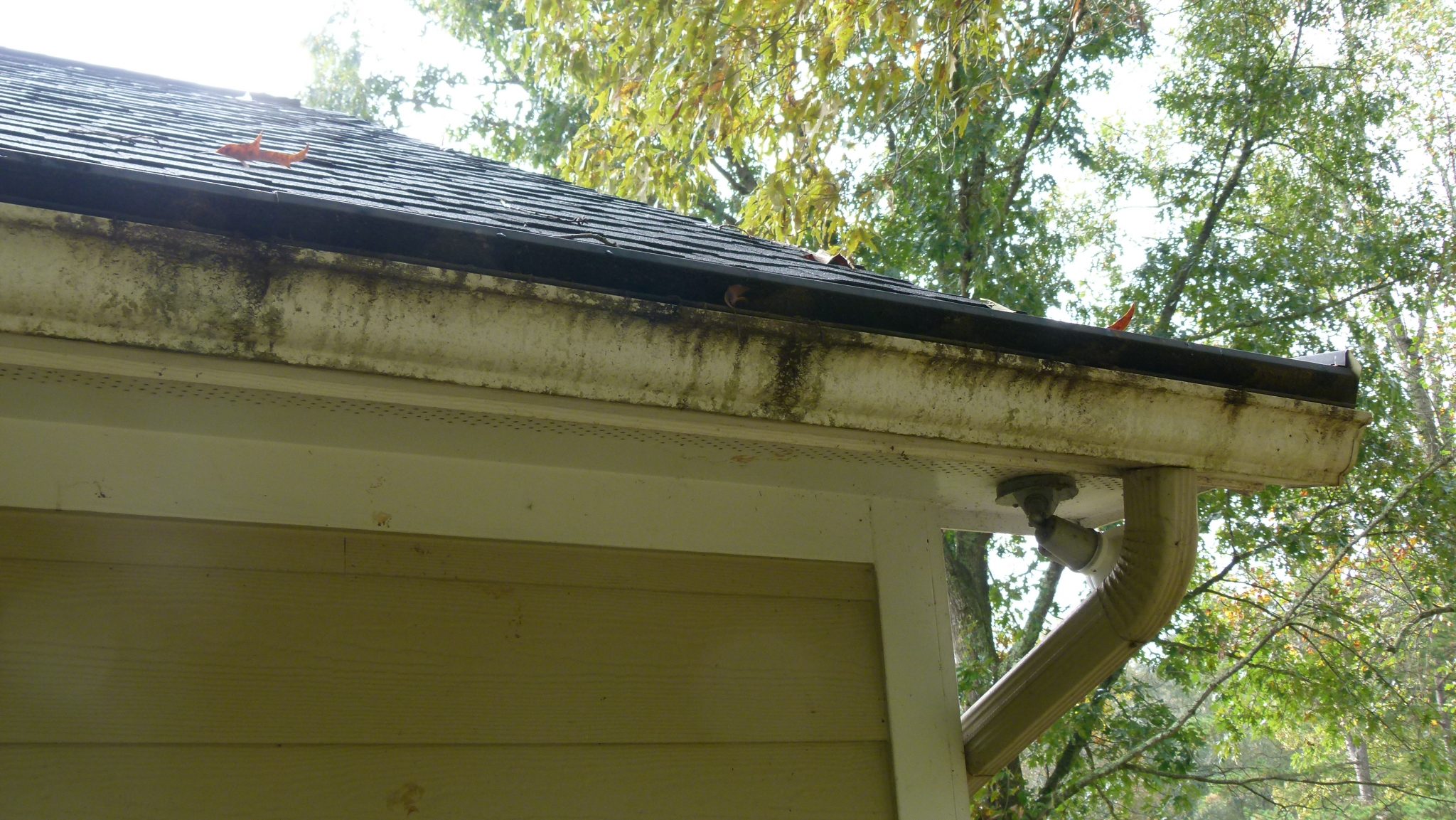Which are the best gutter guards for your home? Pro Tips