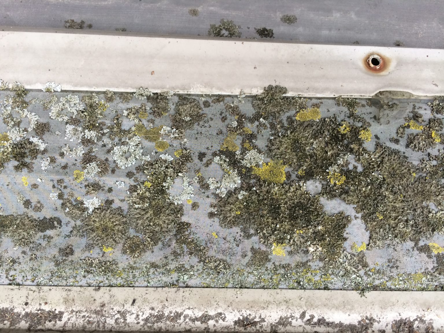 Why Best gutter guards Consumer Reports is our top search term