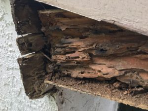 roof fascia board termite damage