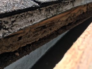 roof subfascia board termite damage