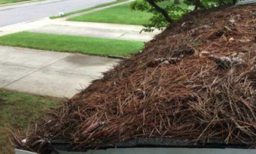 pine needles
