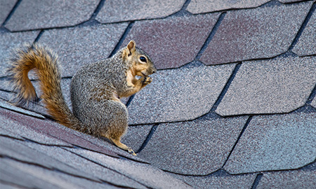 Problems with squirrels in your gutters