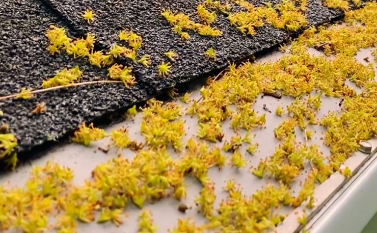 Locust flowers in gutters