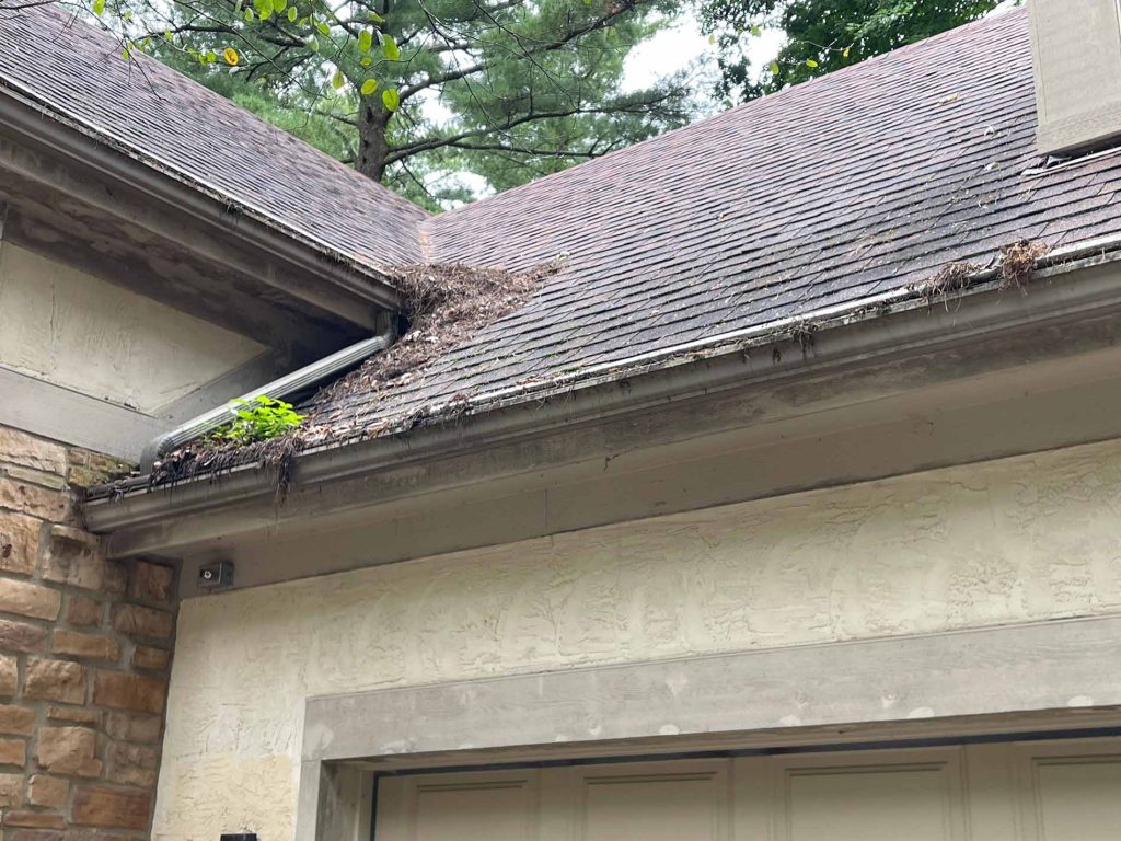 photo of gutter helmet installed on a house under oak and pine trees. the opening into the gutter is badly clogged from the leave and pine needles. tree saplings have sprouted where debris has collected on top of the gutter guard