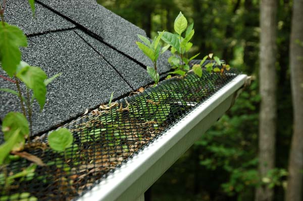 clogged gutters underneath an expanded metal gutter guard screen that allows leaves and debris to pass through into the gutter where tree saplings are growing