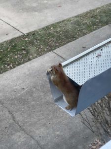 tree squirrel looking out from the inside of the gutter.